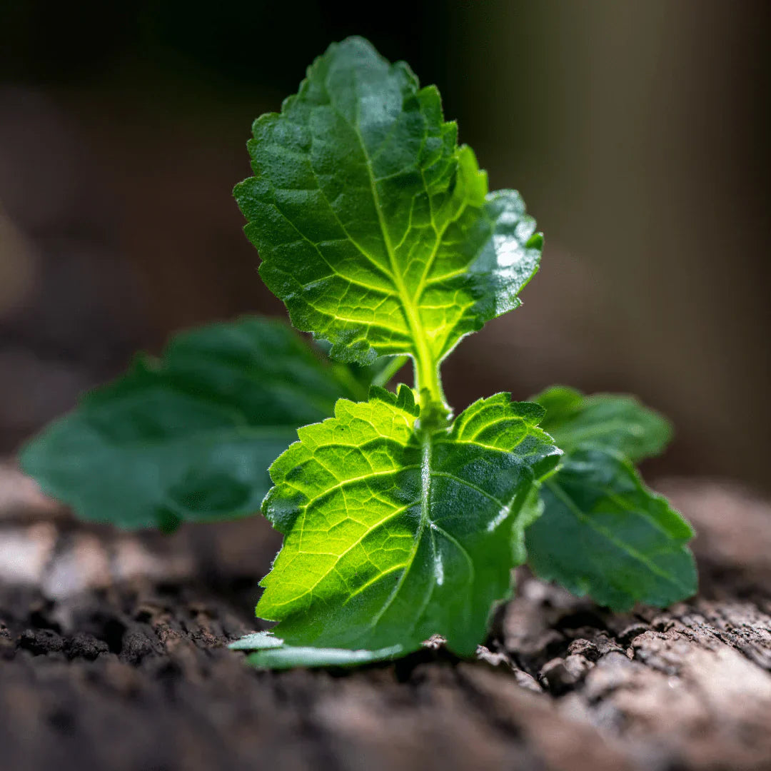 The Plurality of Patchouli