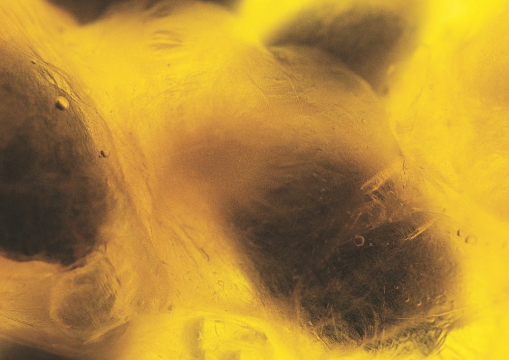 Amber Bloom: The Invisible Art Behind Our Bold New Citrus Fragrance
