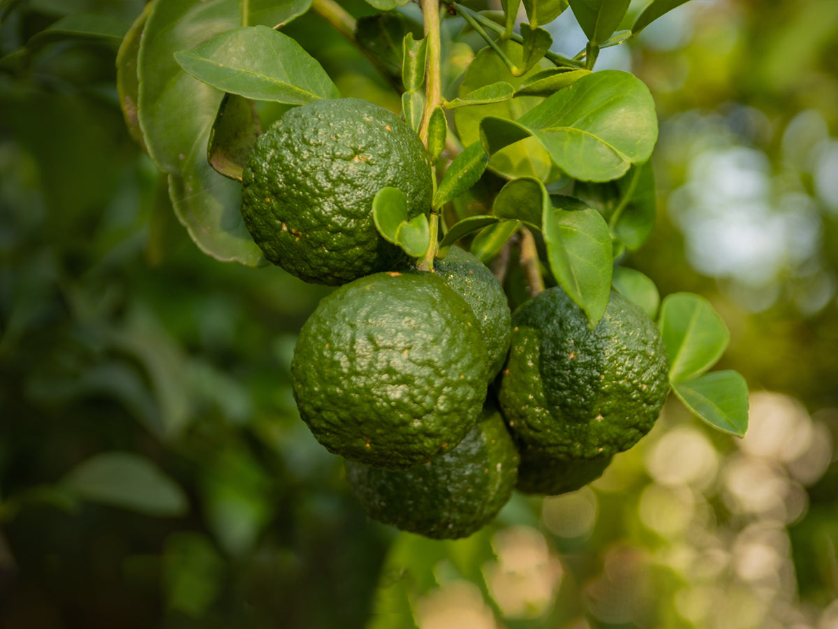 The Alluring Essence of Bergamot in Perfumery