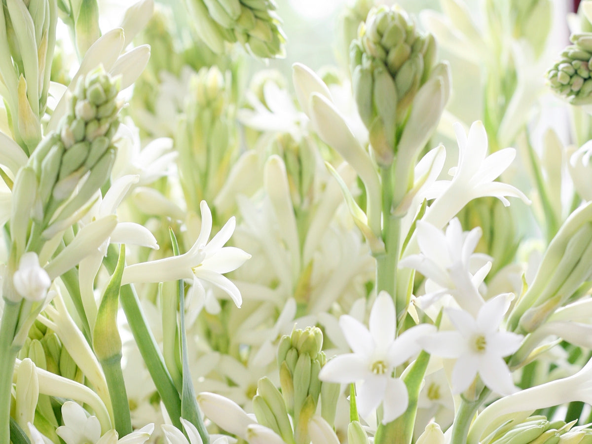 The Enchantment of Tuberose: Our Chosen Floral for Spring