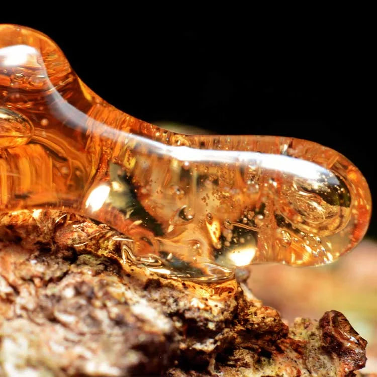 Discover the allure of Amber & Ambergris