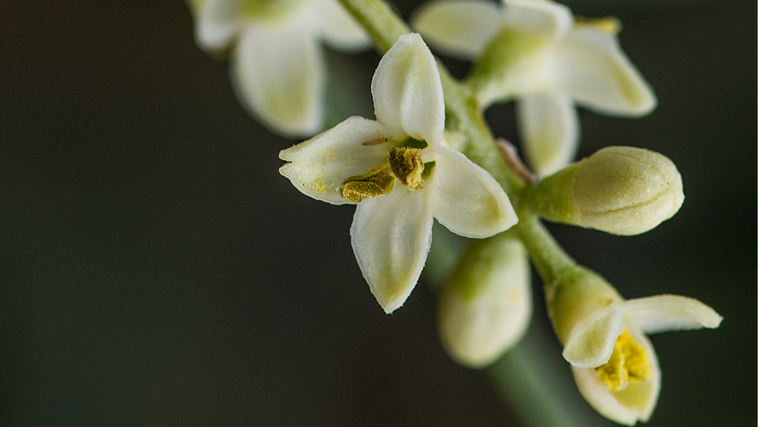 Osmanthus