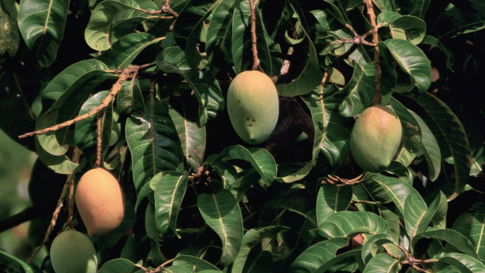 Mango