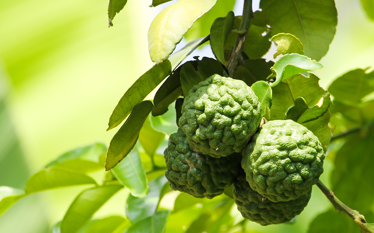Bergamot - the citrus that captivates
