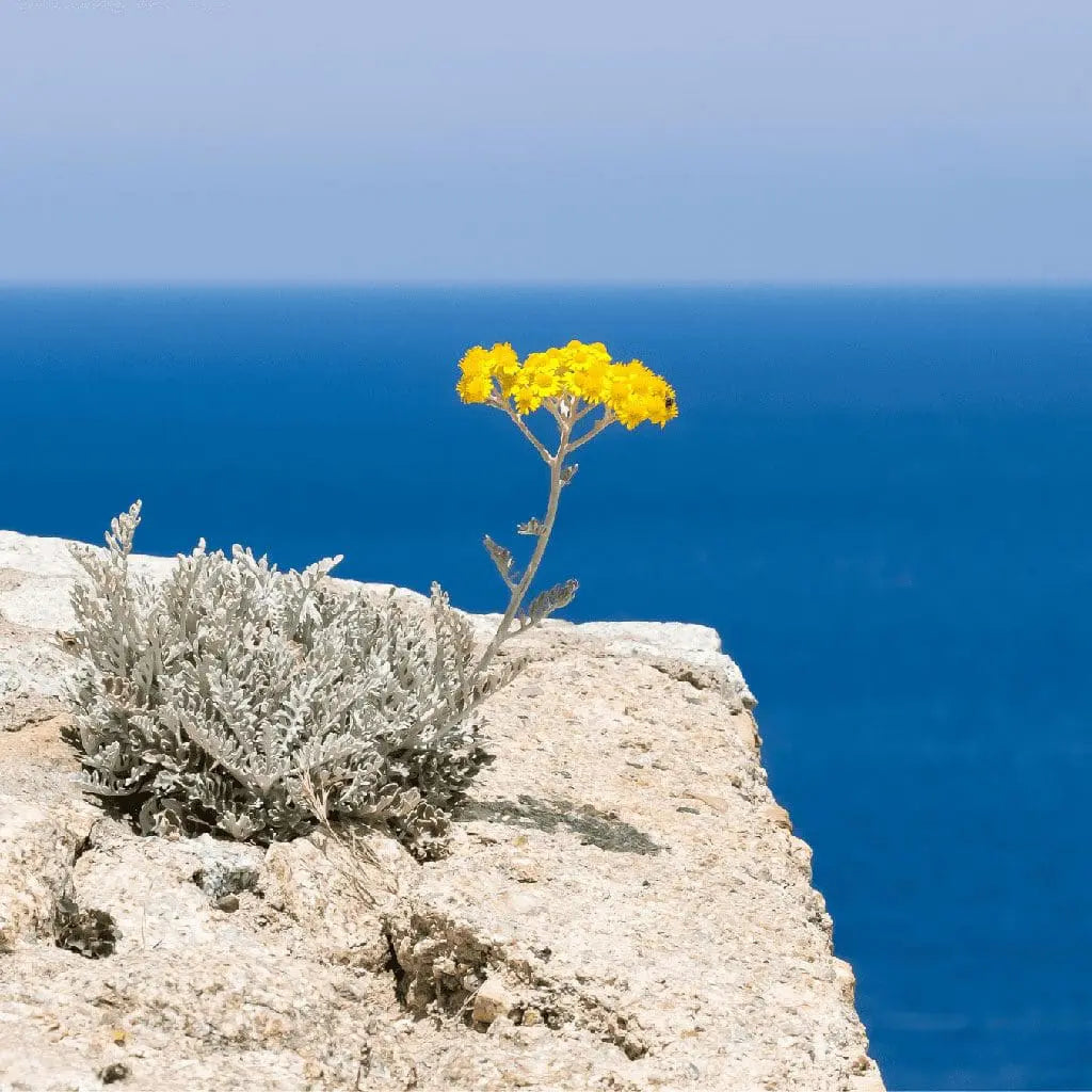The Everlasting Flower: Immortelle