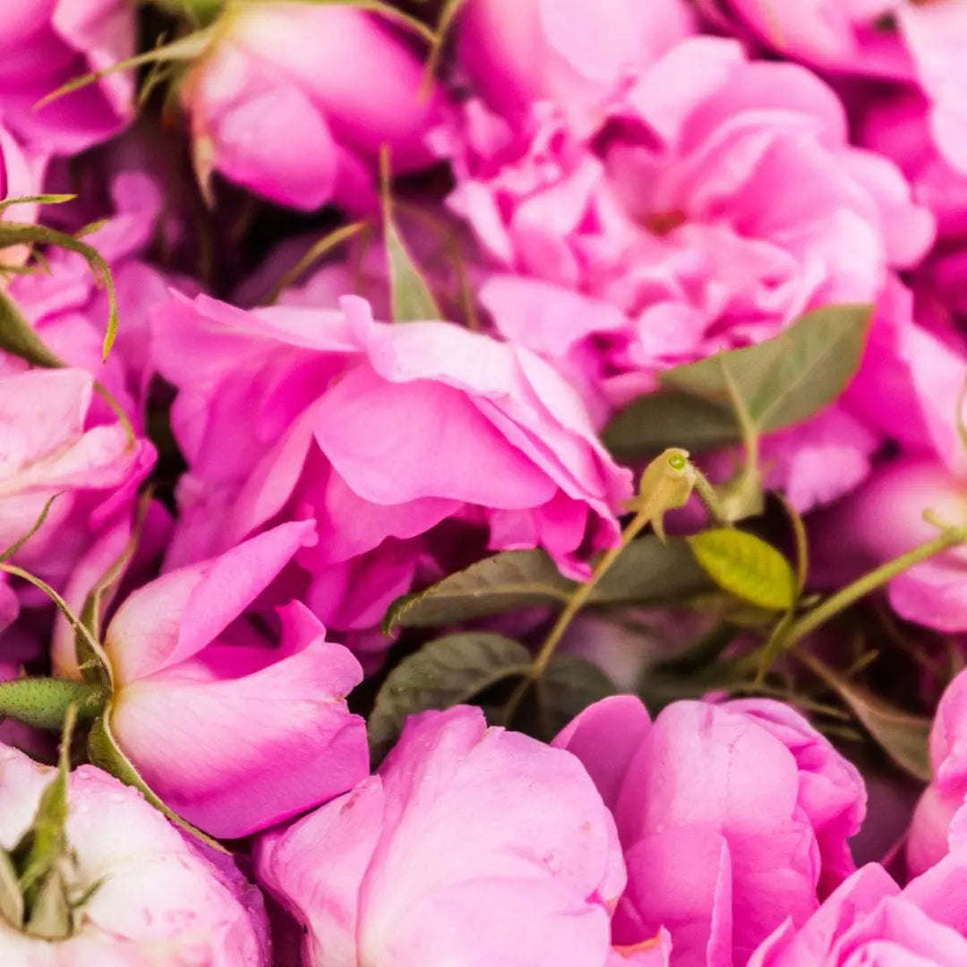 The Rose Renaissance: From Bulgarian Gardens to Turkish Valleys